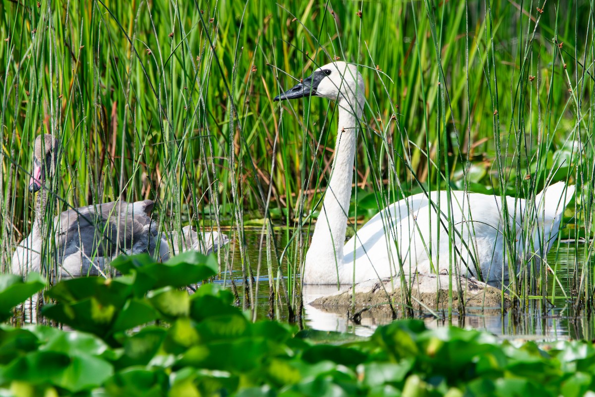 Trumpeter Swan - ML640382331