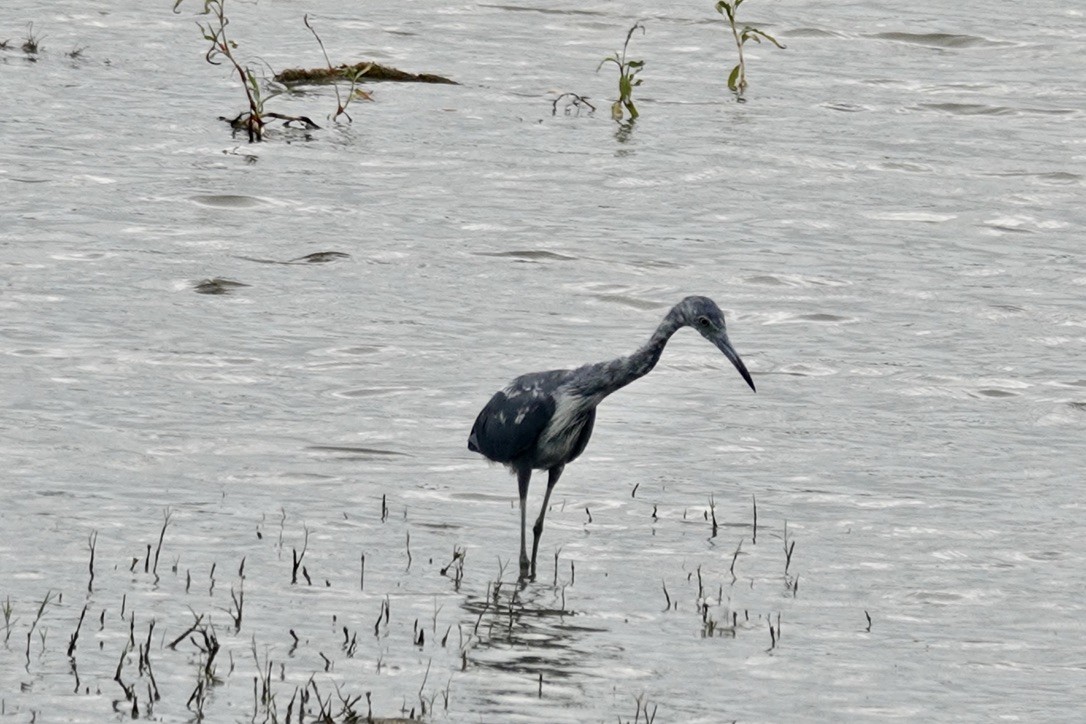 Little Blue Heron - ML640382340