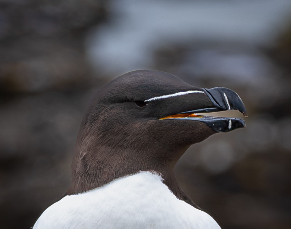 Razorbill - ML640382342