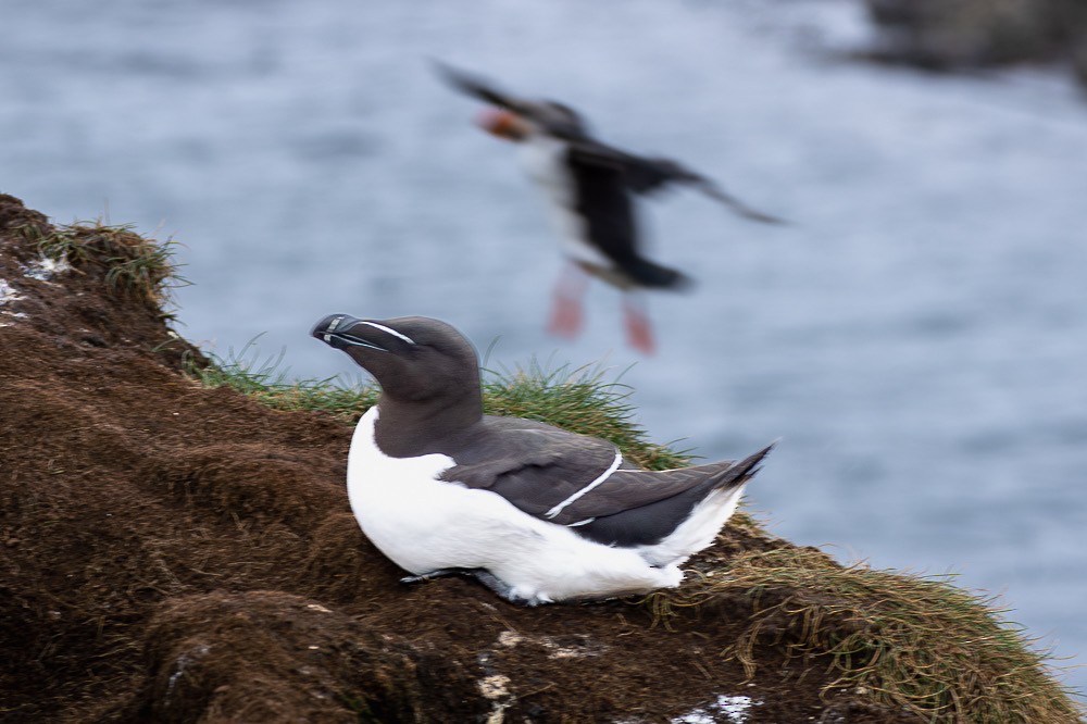 Razorbill - ML640382343