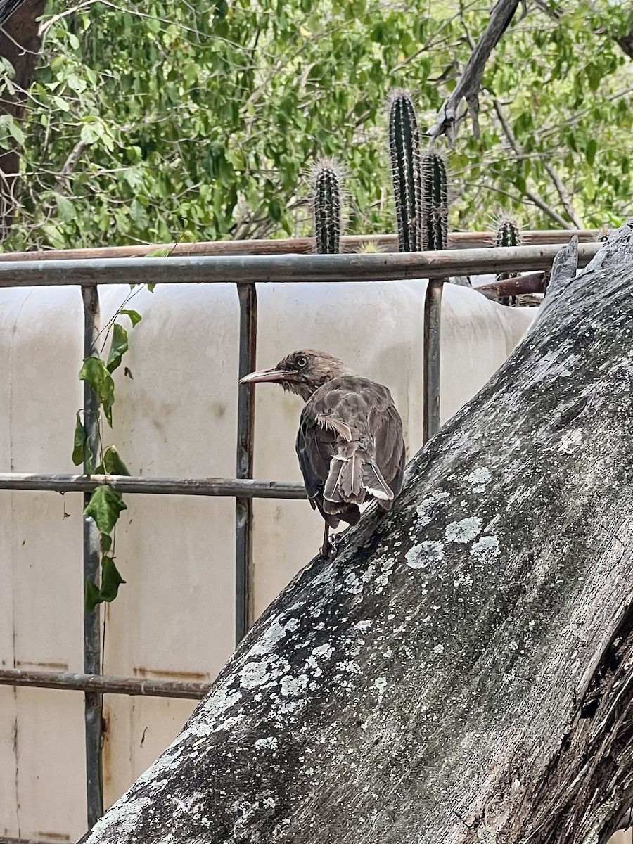 Pearly-eyed Thrasher - ML640382354
