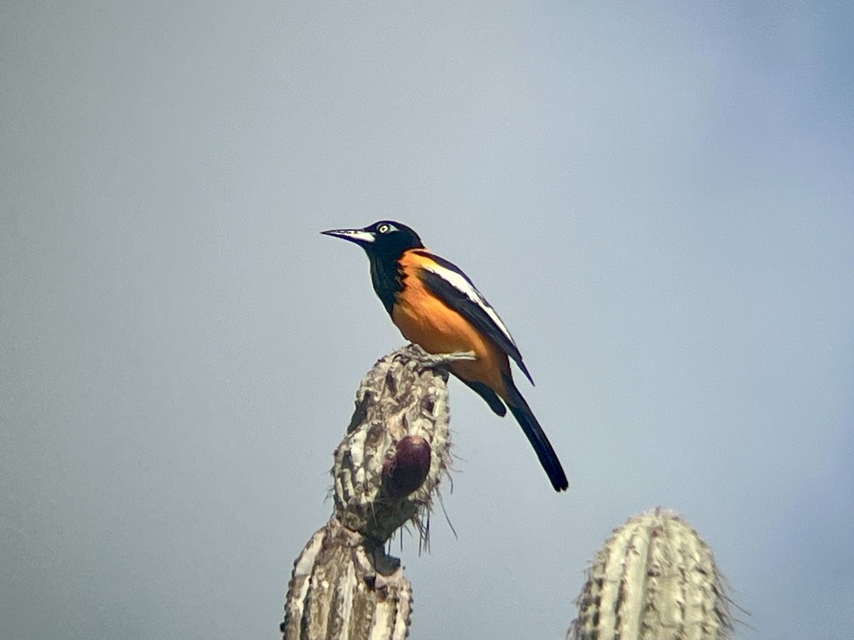 Venezuelan Troupial - ML640382362