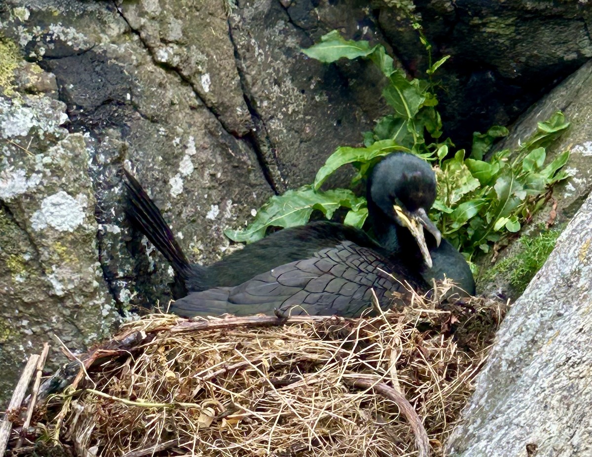 European Shag - ML640382369