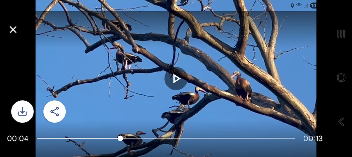 Black-bellied Whistling-Duck - ML640382420
