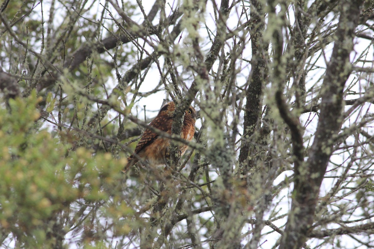 Andean Pygmy-Owl - ML640382425
