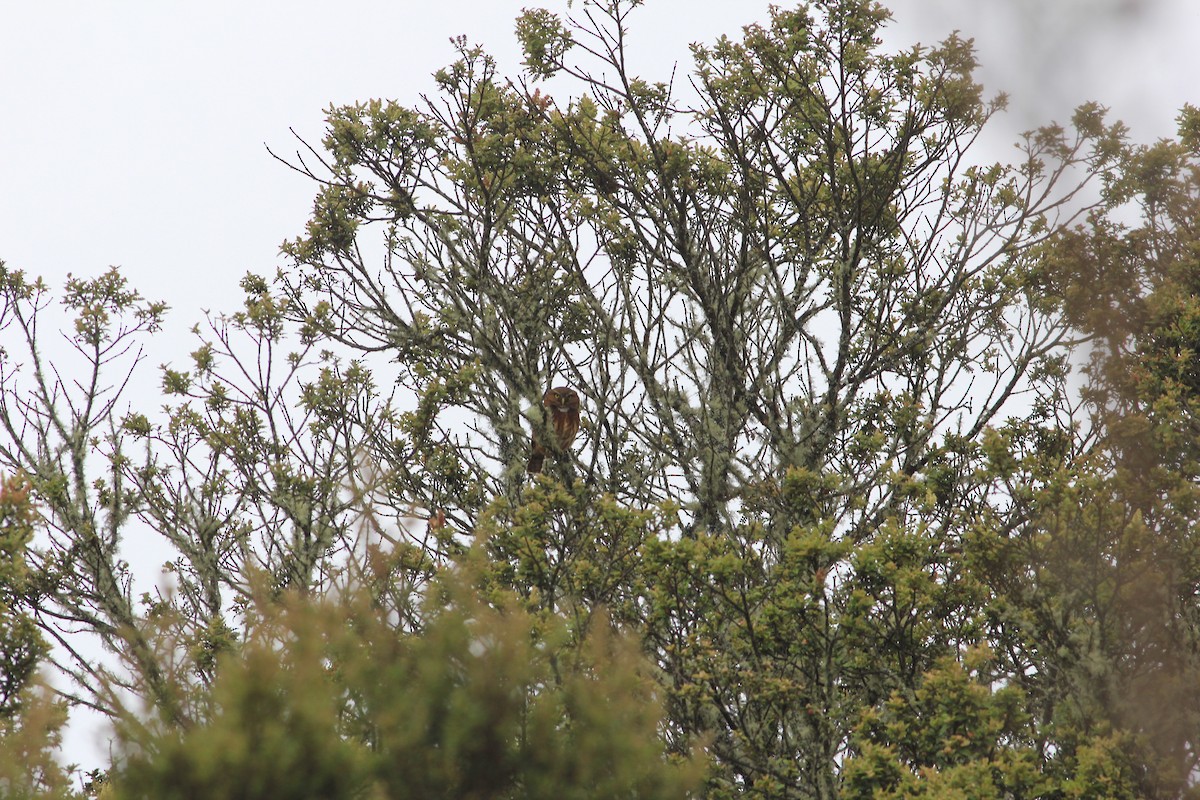 Andean Pygmy-Owl - ML640382428