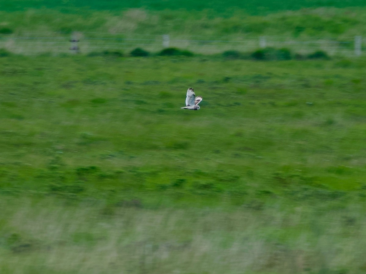 Short-eared Owl - ML640382450