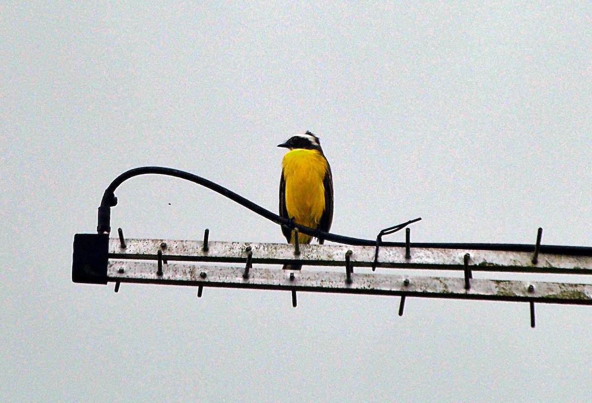 Social Flycatcher - ML640382492