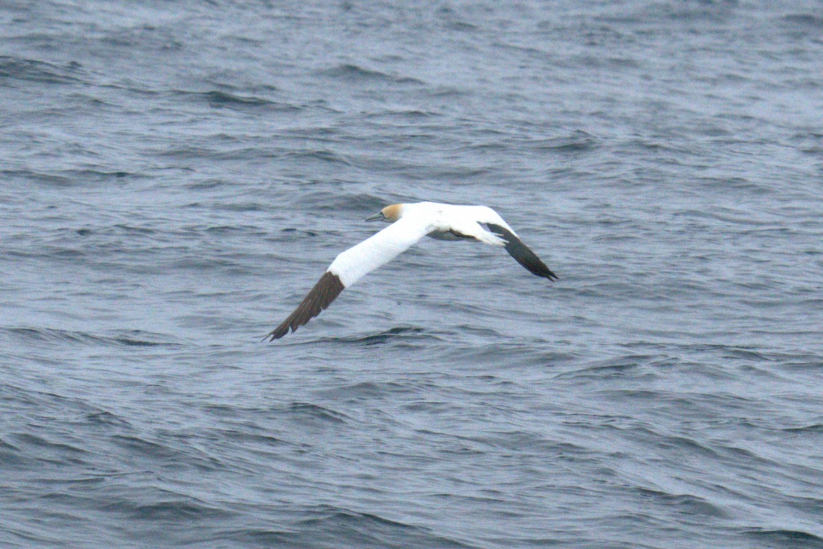 Northern Gannet - ML640382522