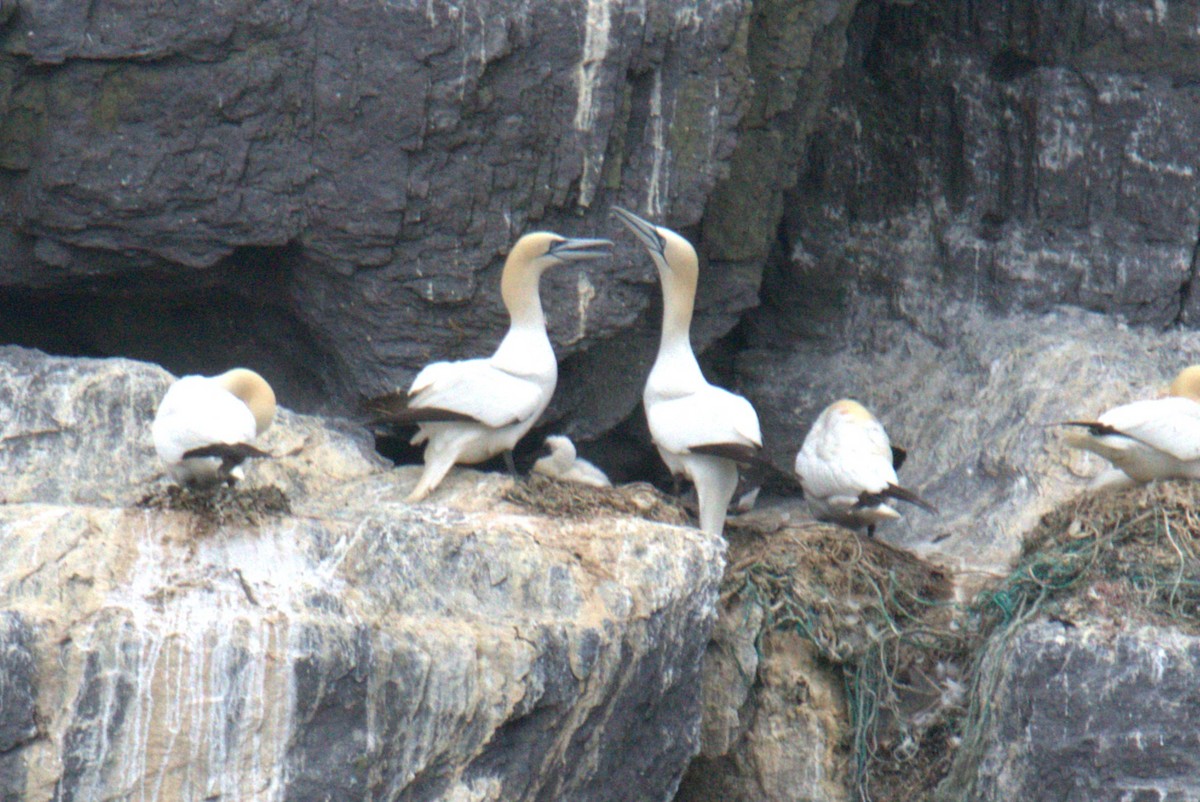 Northern Gannet - ML640382523