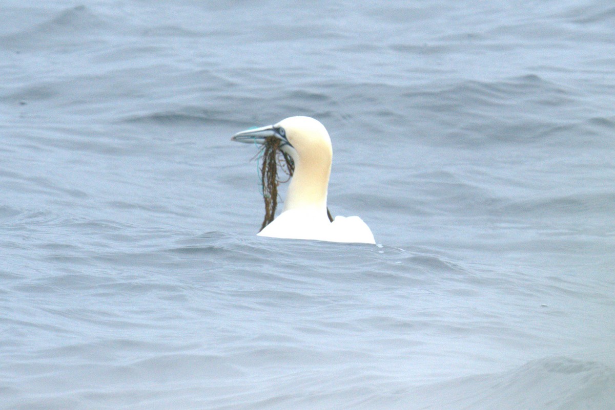 Northern Gannet - ML640382524