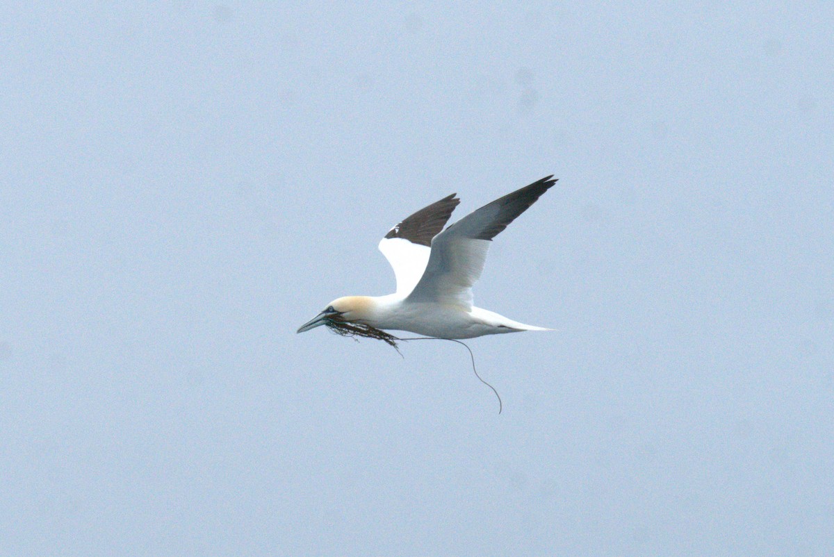 Northern Gannet - ML640382525