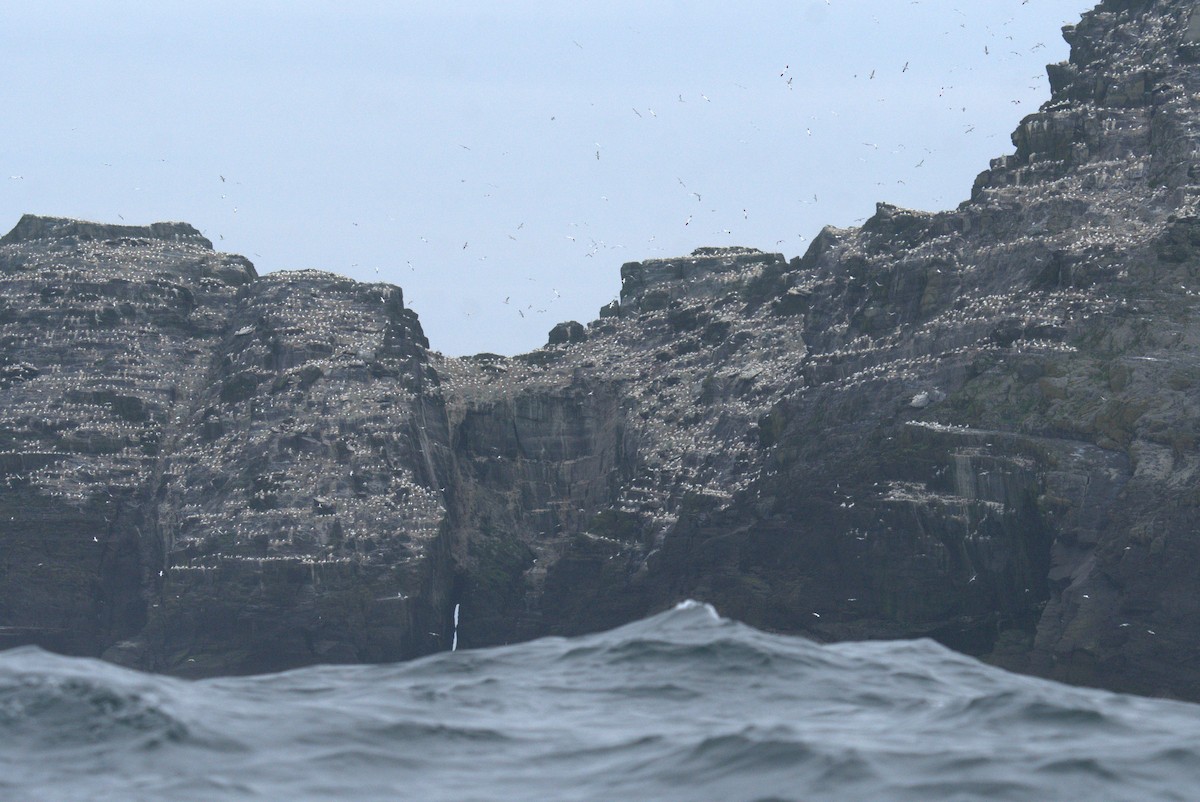 Northern Gannet - ML640382526
