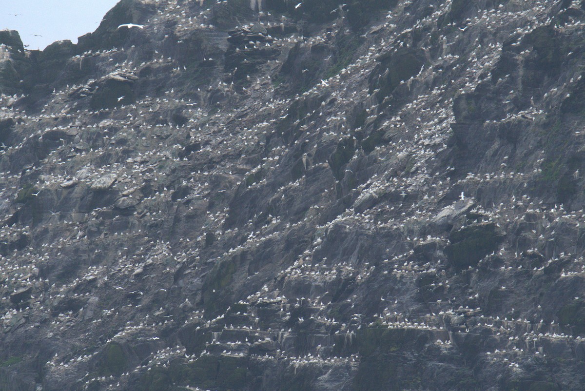 Northern Gannet - ML640382528