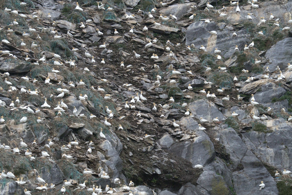Northern Gannet - ML640382529