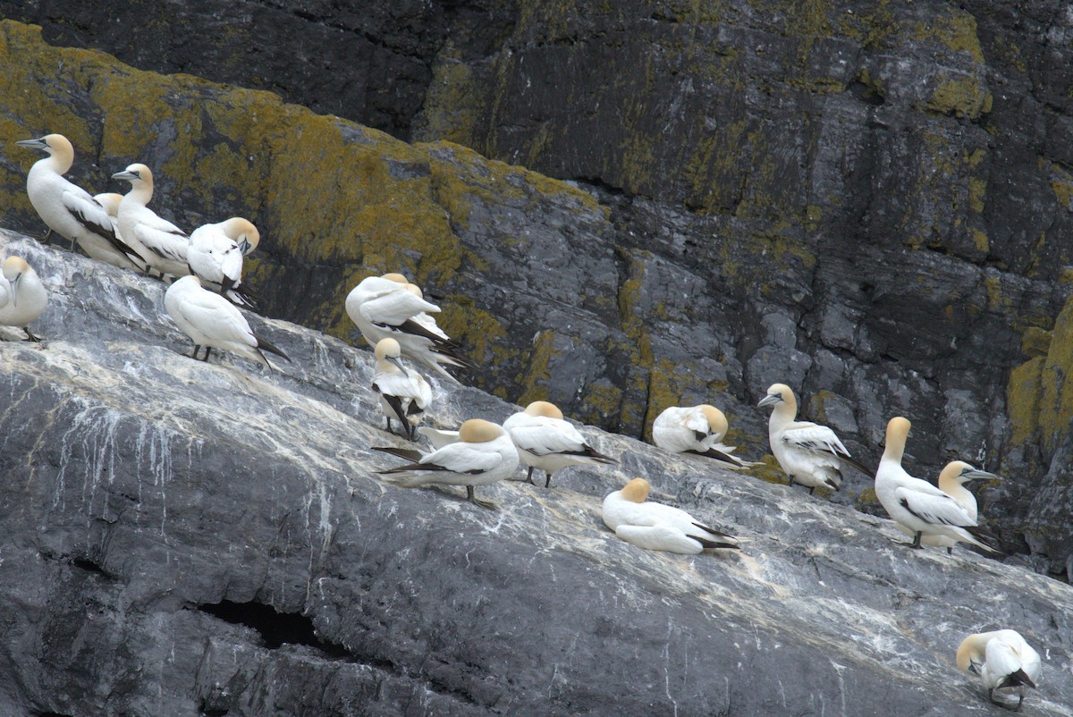 Northern Gannet - ML640382530