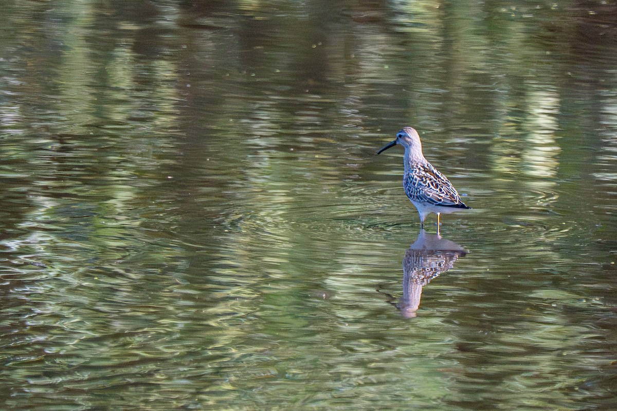 Побережник довгоногий - ML640382544