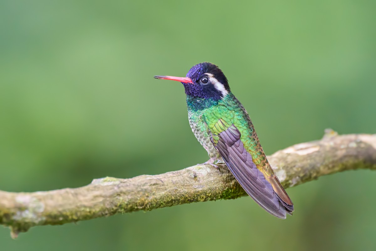 White-eared Hummingbird - ML640382549
