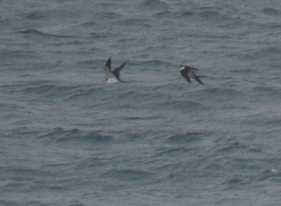 Тёмная крачка - ML640382561