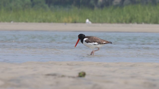 American Oystercatcher - ML640382584