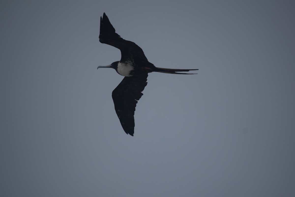 Великолепный фрегат - ML640382585