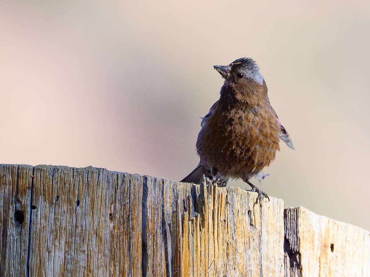 Gray-crowned Rosy-Finch - ML640382588