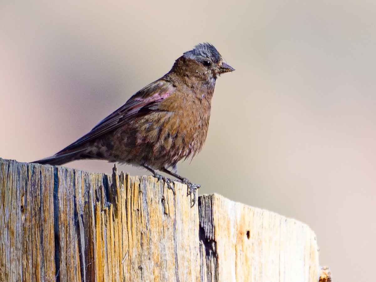 Gray-crowned Rosy-Finch - ML640382589