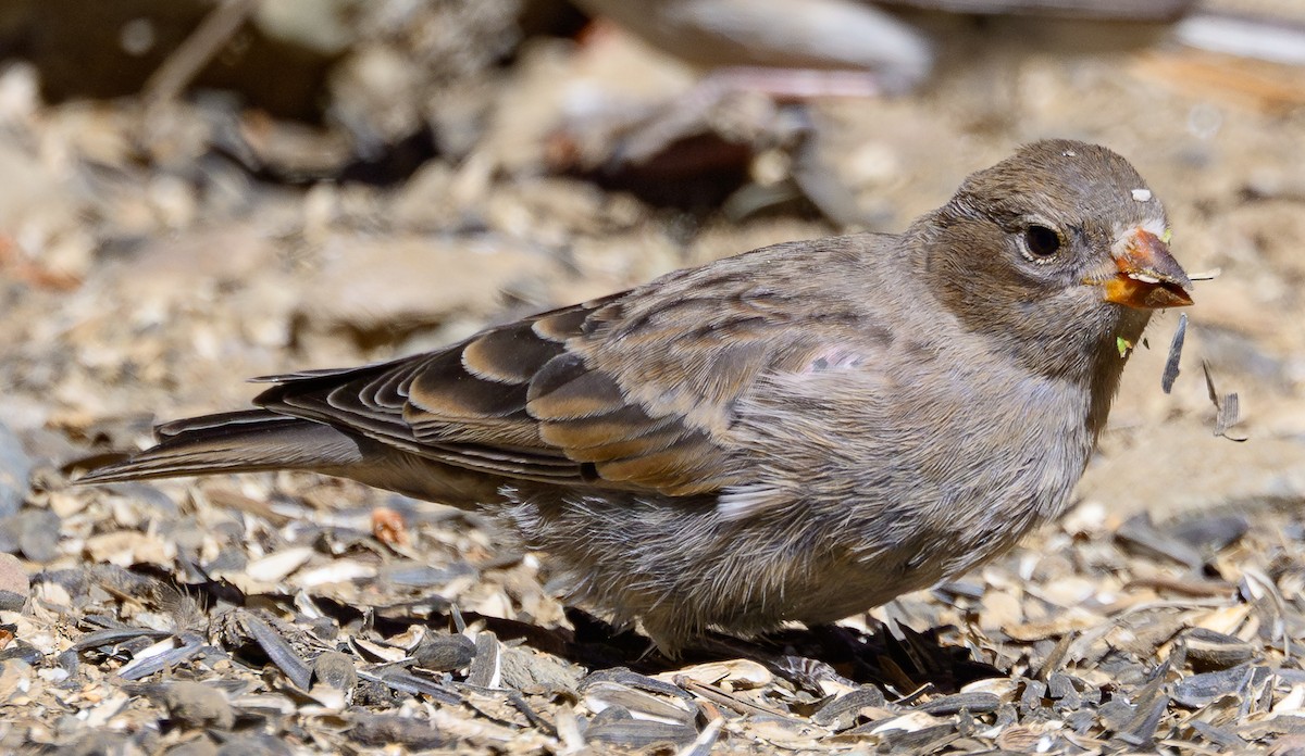 Gray-crowned Rosy-Finch - ML640382590