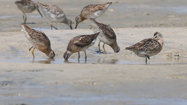 Short-billed Dowitcher - ML640382596