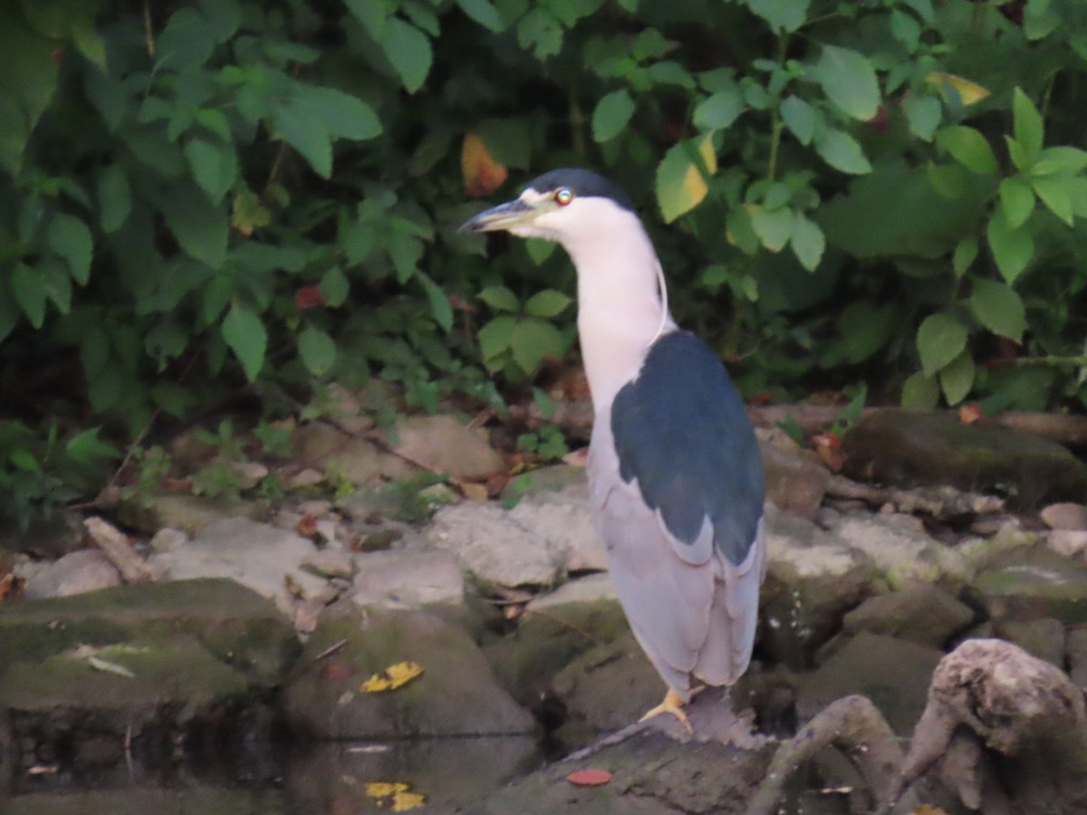 Black-crowned Night Heron - ML640382599