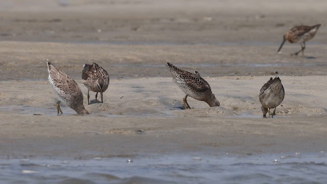 Short-billed Dowitcher - ML640382600