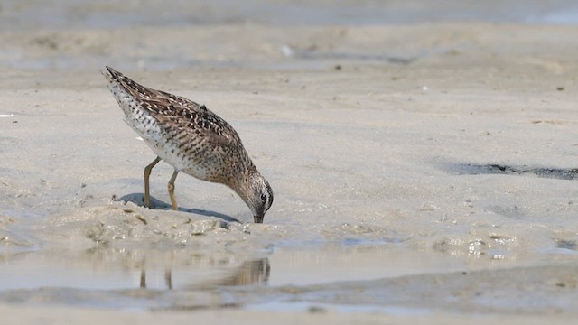 Short-billed Dowitcher - ML640382612