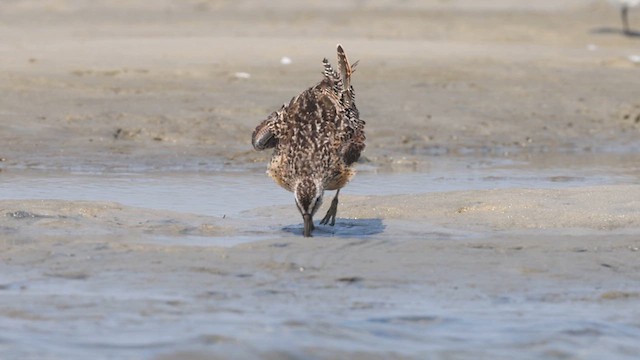 Short-billed Dowitcher - ML640382614