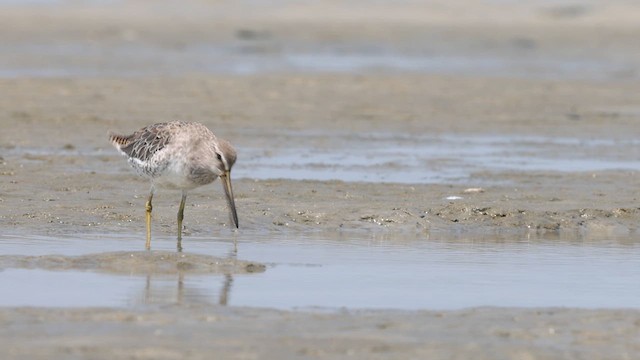Short-billed Dowitcher - ML640382616