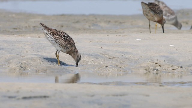 Short-billed Dowitcher - ML640382623