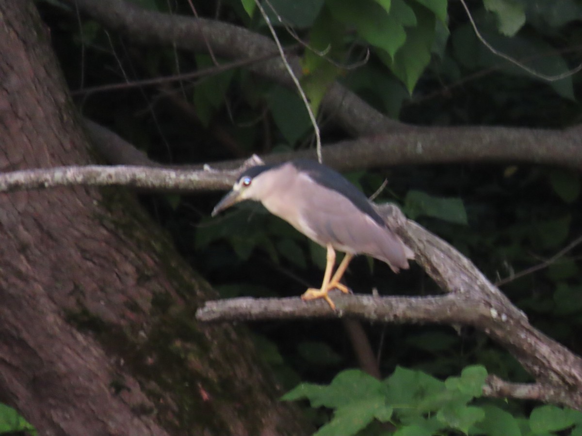Black-crowned Night Heron - ML640382624