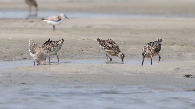 Short-billed Dowitcher - ML640382625