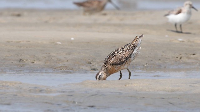 Short-billed Dowitcher - ML640382626