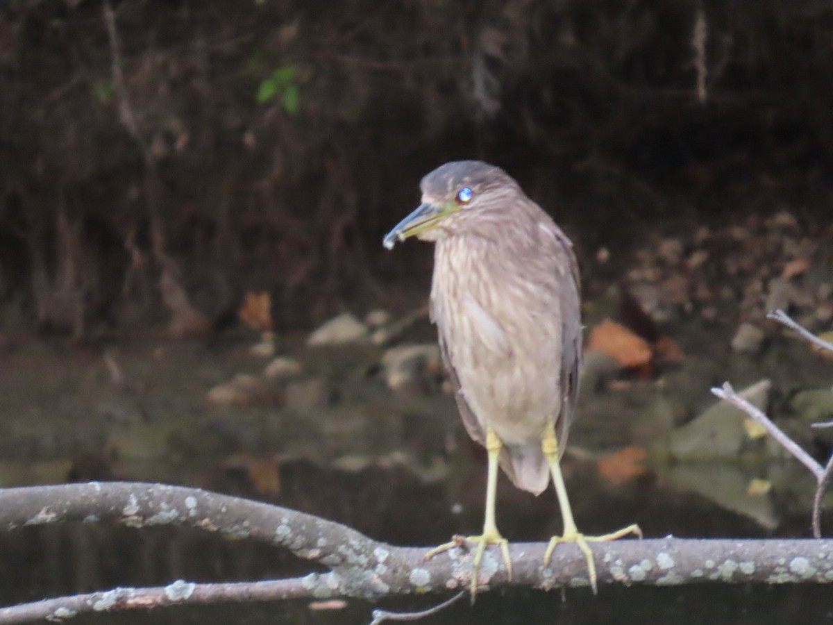 Black-crowned Night Heron - ML640382646
