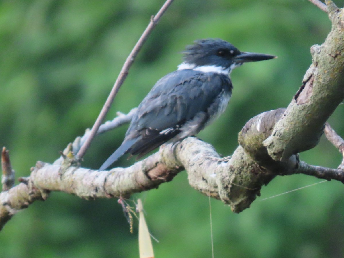 Belted Kingfisher - ML640382670