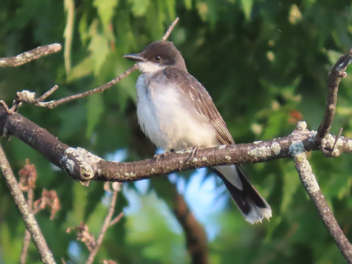 Eastern Kingbird - ML640382678