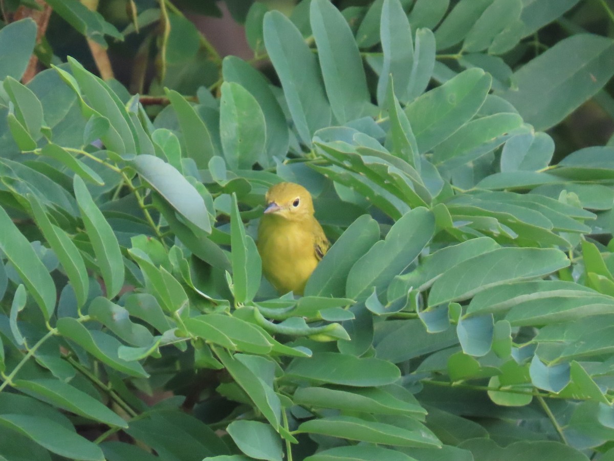 Northern Yellow Warbler - ML640382687