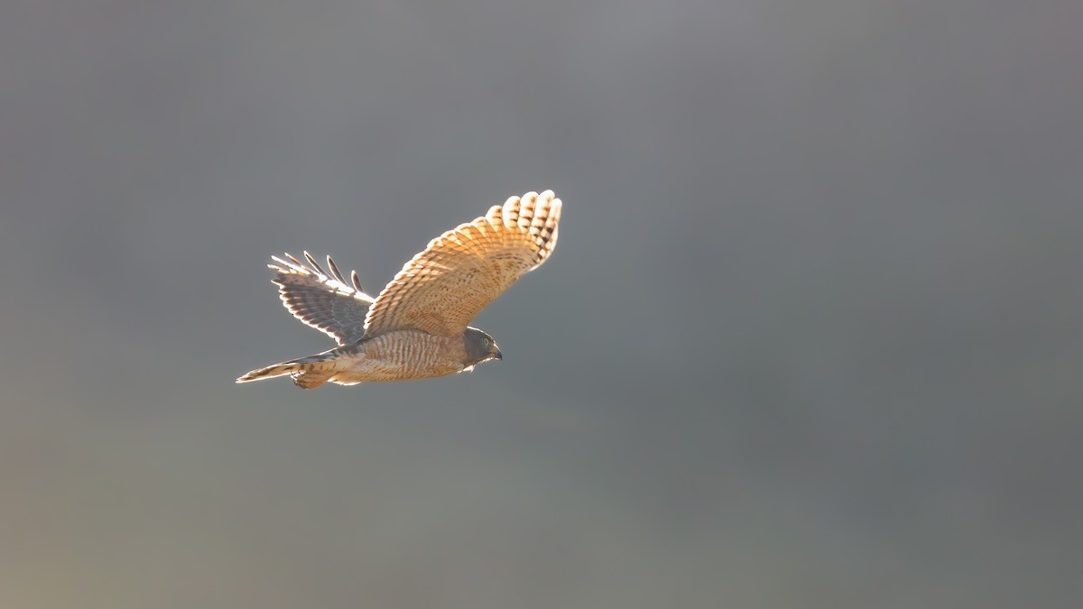 Roadside Hawk - ML640382721