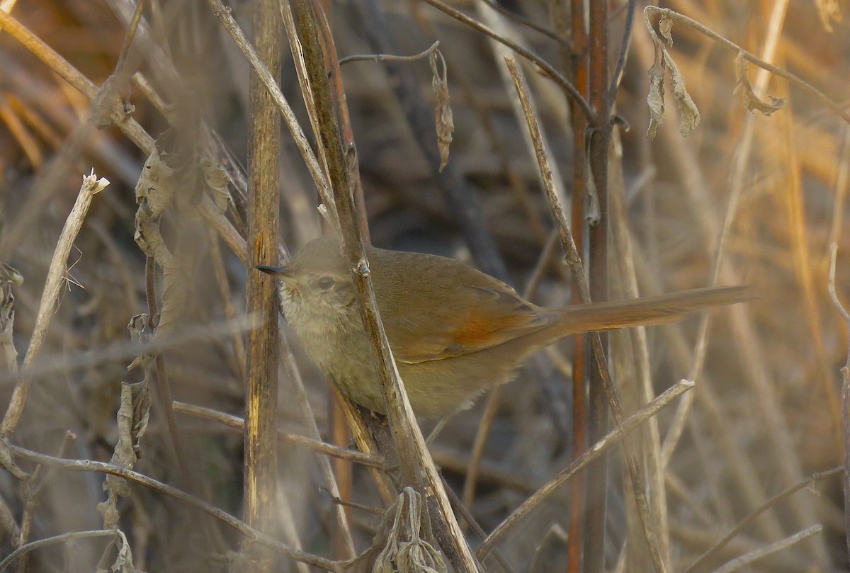 Sharp-billed Canastero - ML640382727