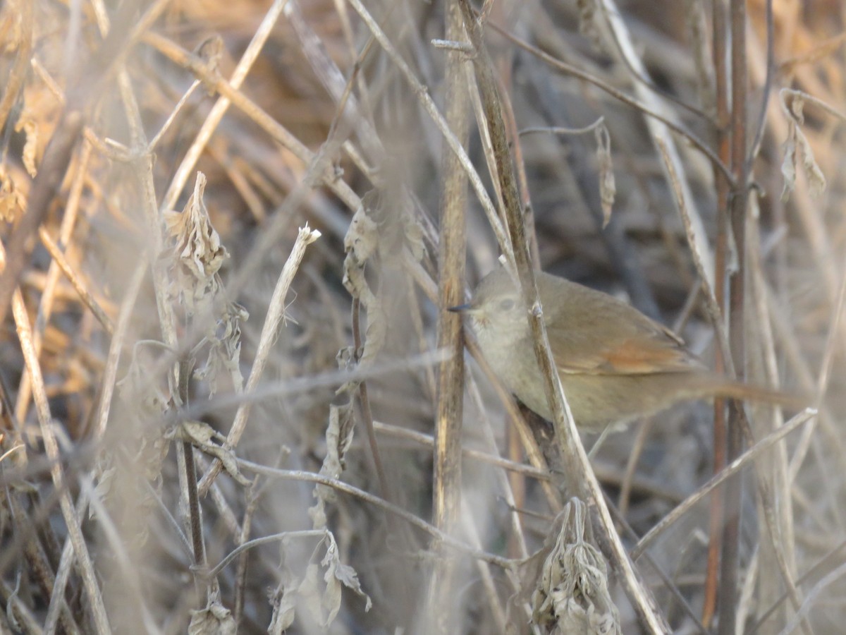Sharp-billed Canastero - ML640382728