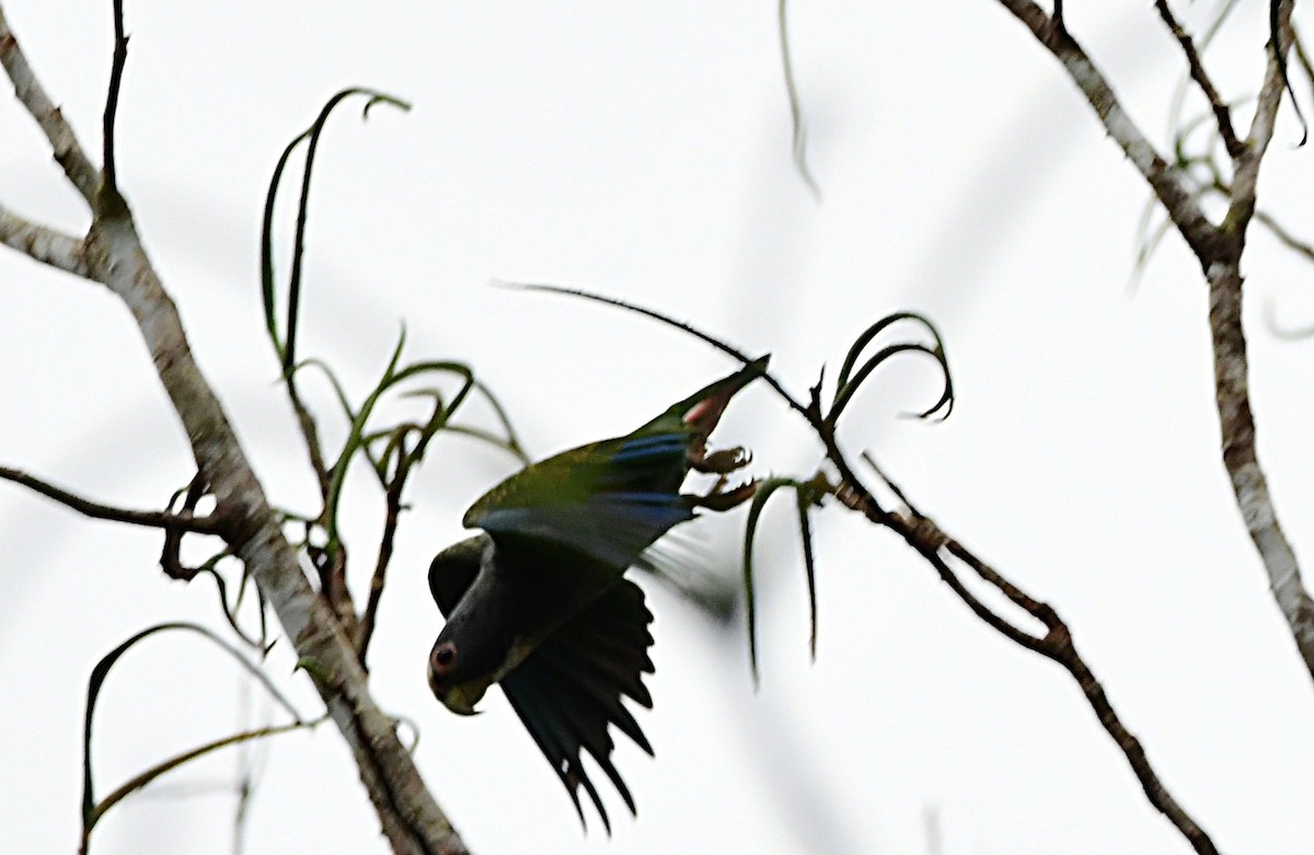 Loro Senil - ML640382788