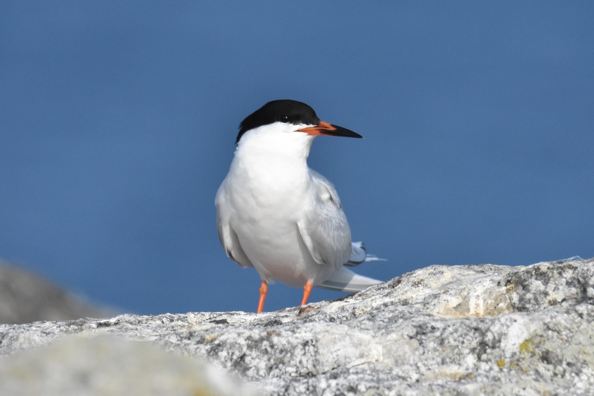 Roseate Tern - ML640382789