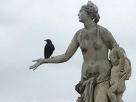 Carrion Crow - ML640382812