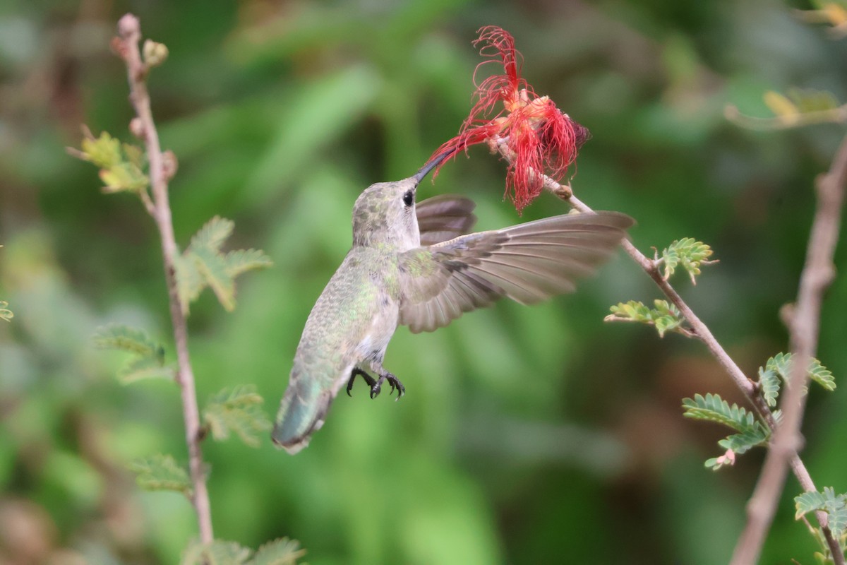 Costa's Hummingbird - ML640382835