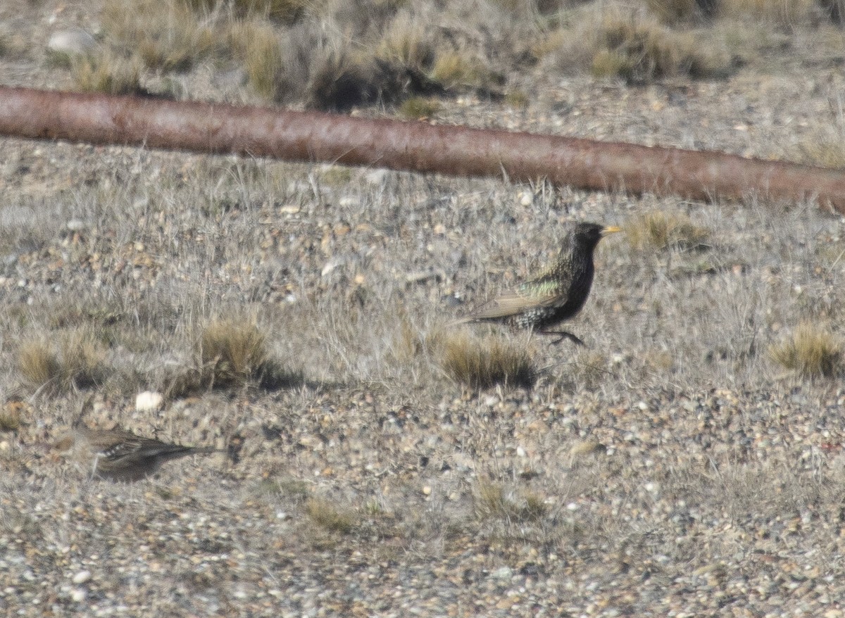 European Starling - ML640382839